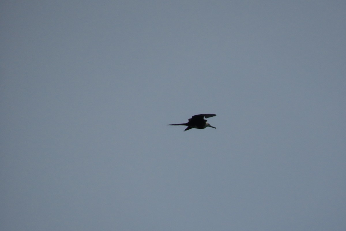 Magnificent Frigatebird - ML620271755