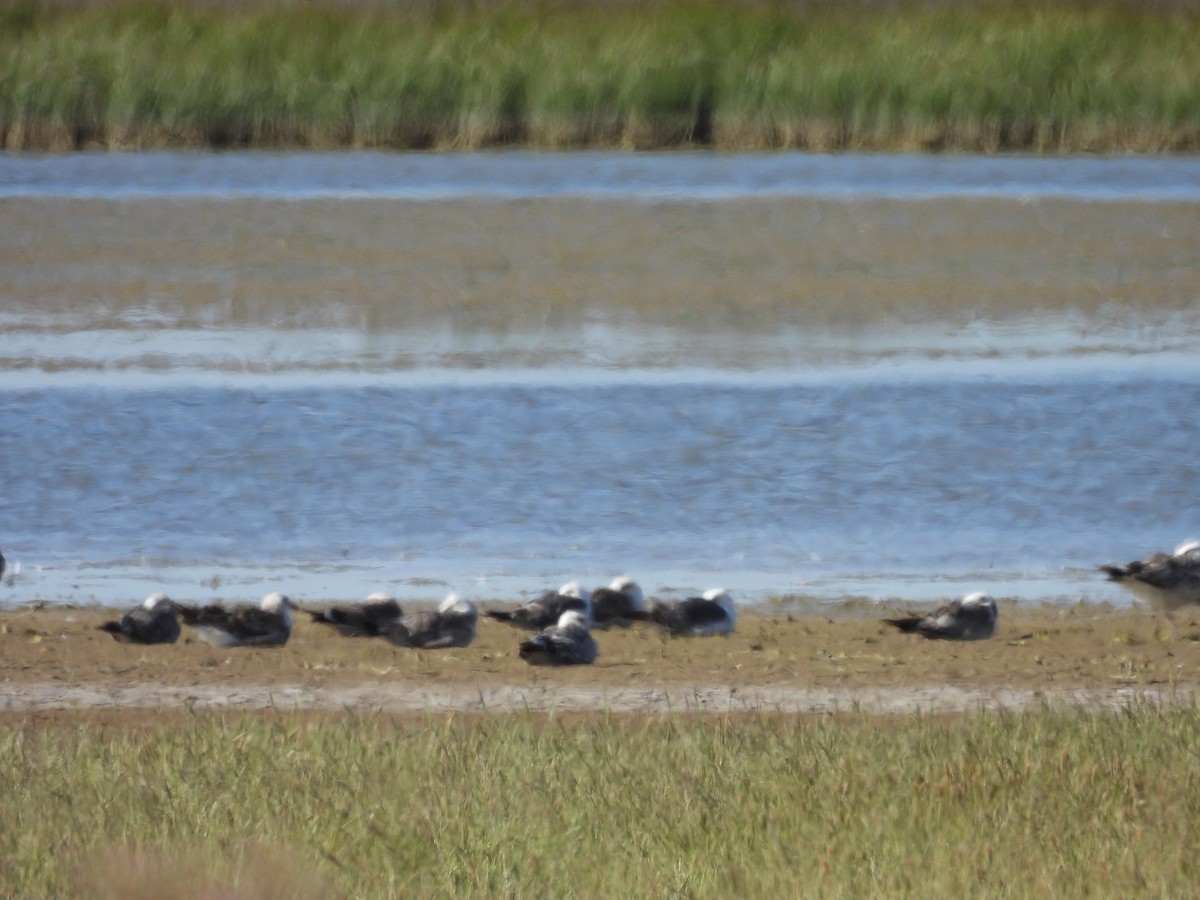 小黑背鷗 - ML620271765