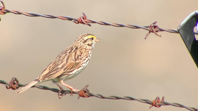 Savannah Sparrow - ML620271767