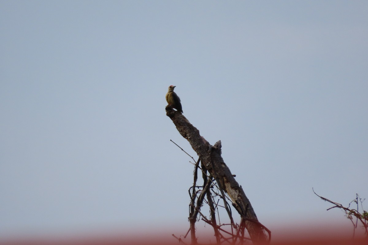 Red-crowned Woodpecker - ML620271770