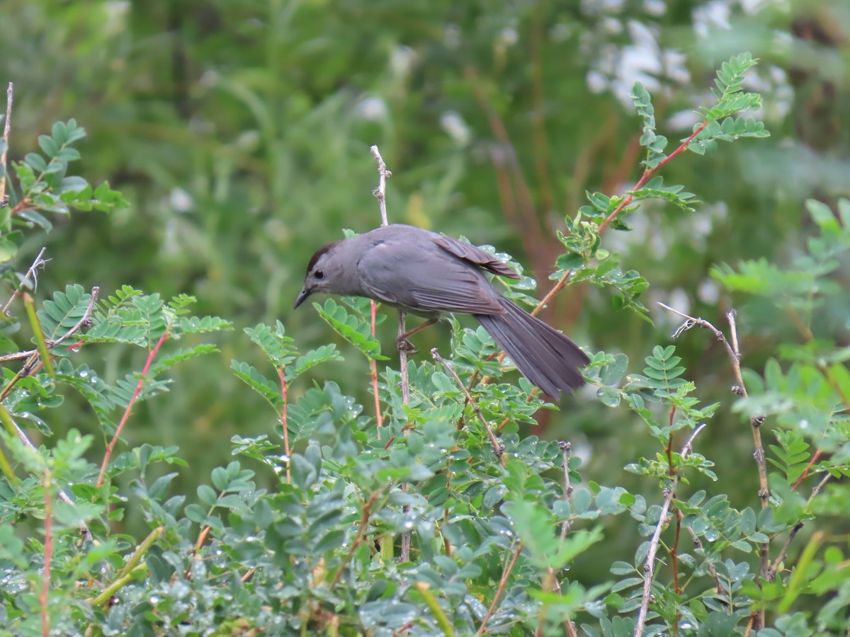 Gray Catbird - ML620271781