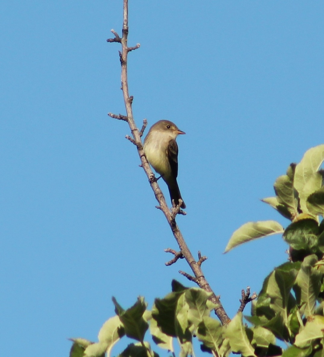 Willow Flycatcher - ML620271782