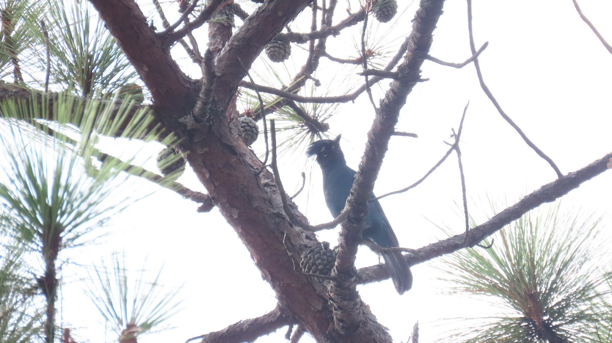 Steller's Jay - ML620271784