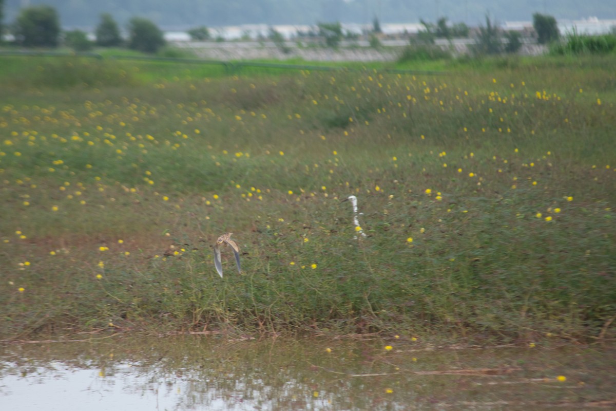 Yellow Bittern - ML620271788