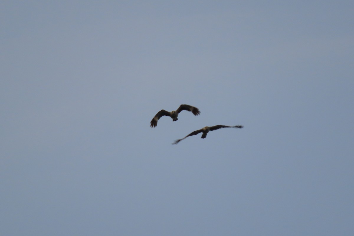 Yellow-headed Caracara - ML620271789