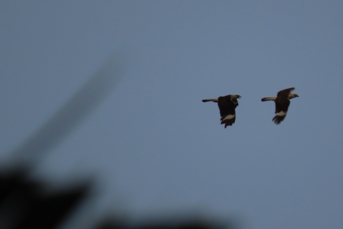 Yellow-headed Caracara - ML620271790