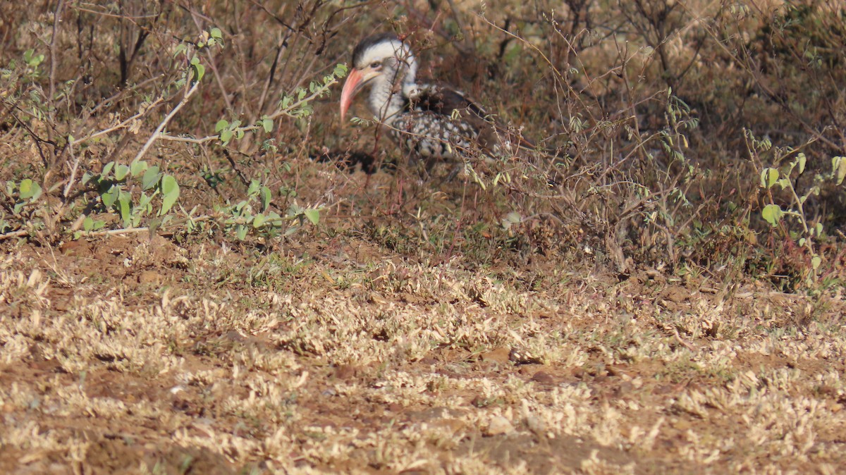 Southern Red-billed Hornbill - ML620271792