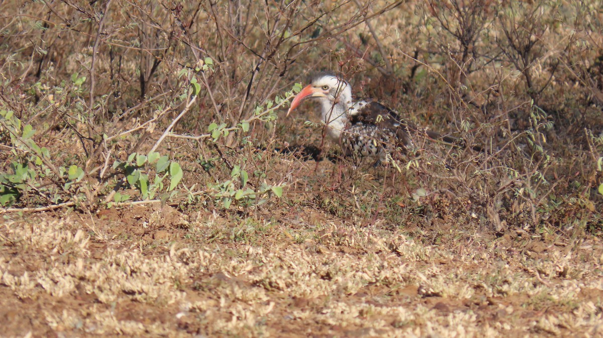 Southern Red-billed Hornbill - ML620271793