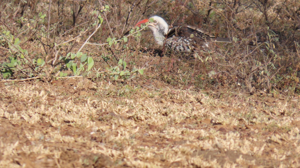 Southern Red-billed Hornbill - ML620271794