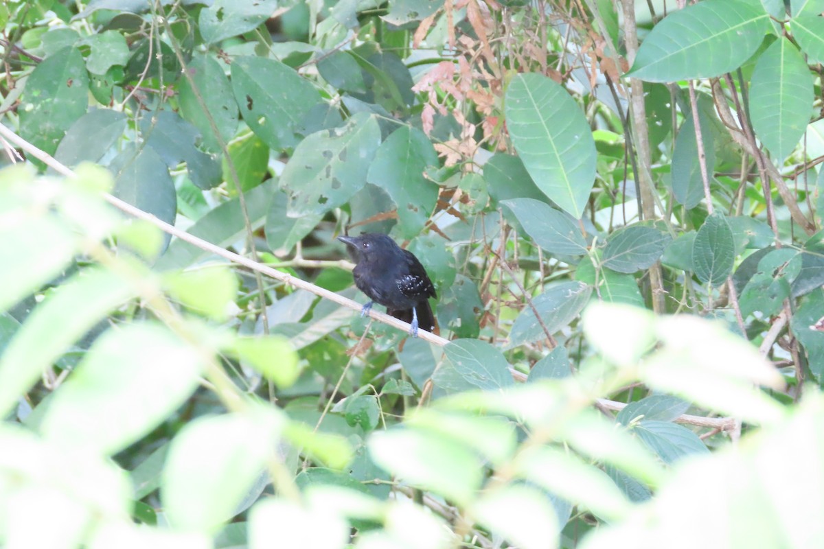 Black-hooded Antshrike - ML620271802