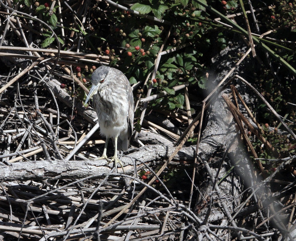 Black-crowned Night Heron - ML620271807