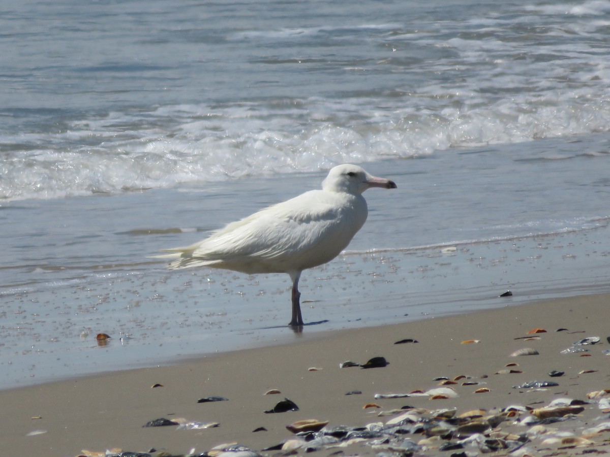 Glaucous Gull - ML620271809