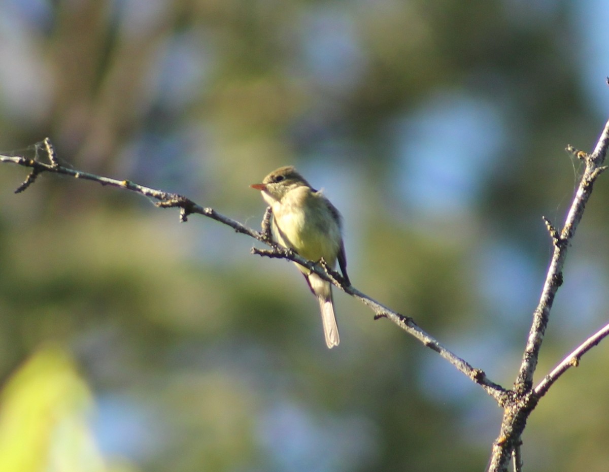 Western Flycatcher - ML620271811