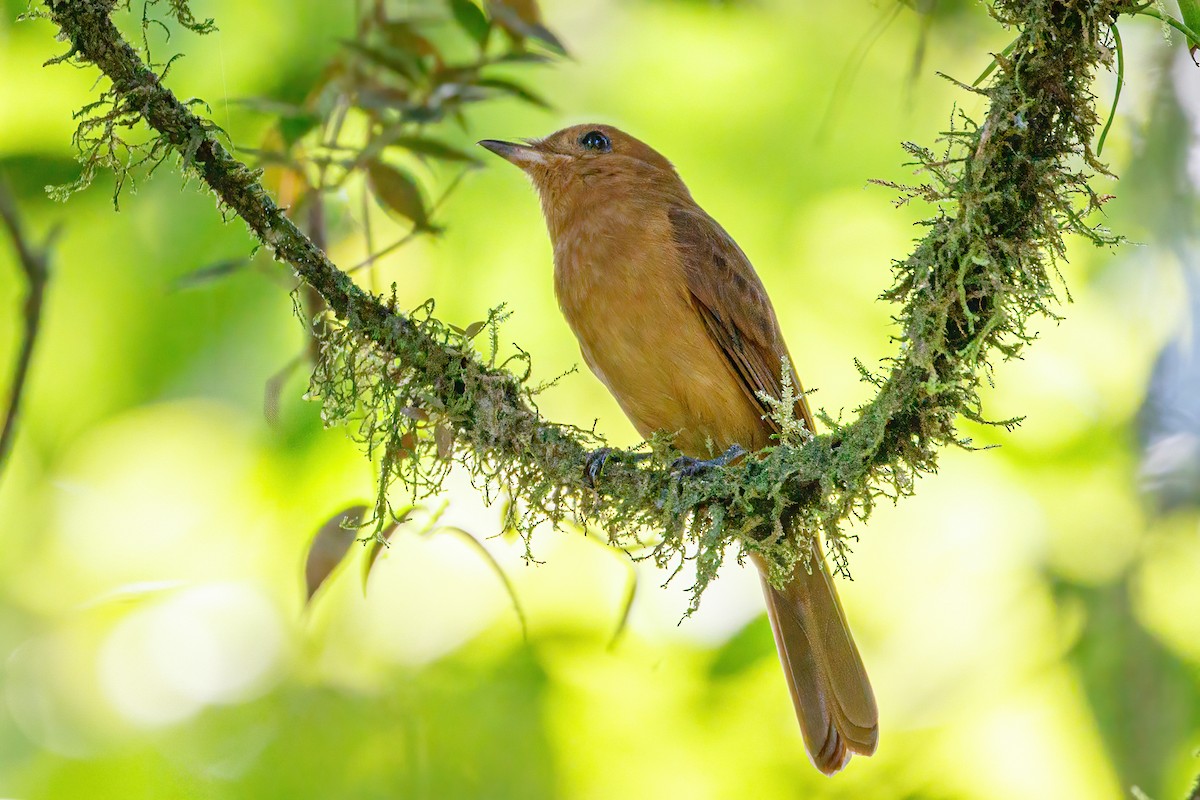 Rufous Mourner - ML620271814