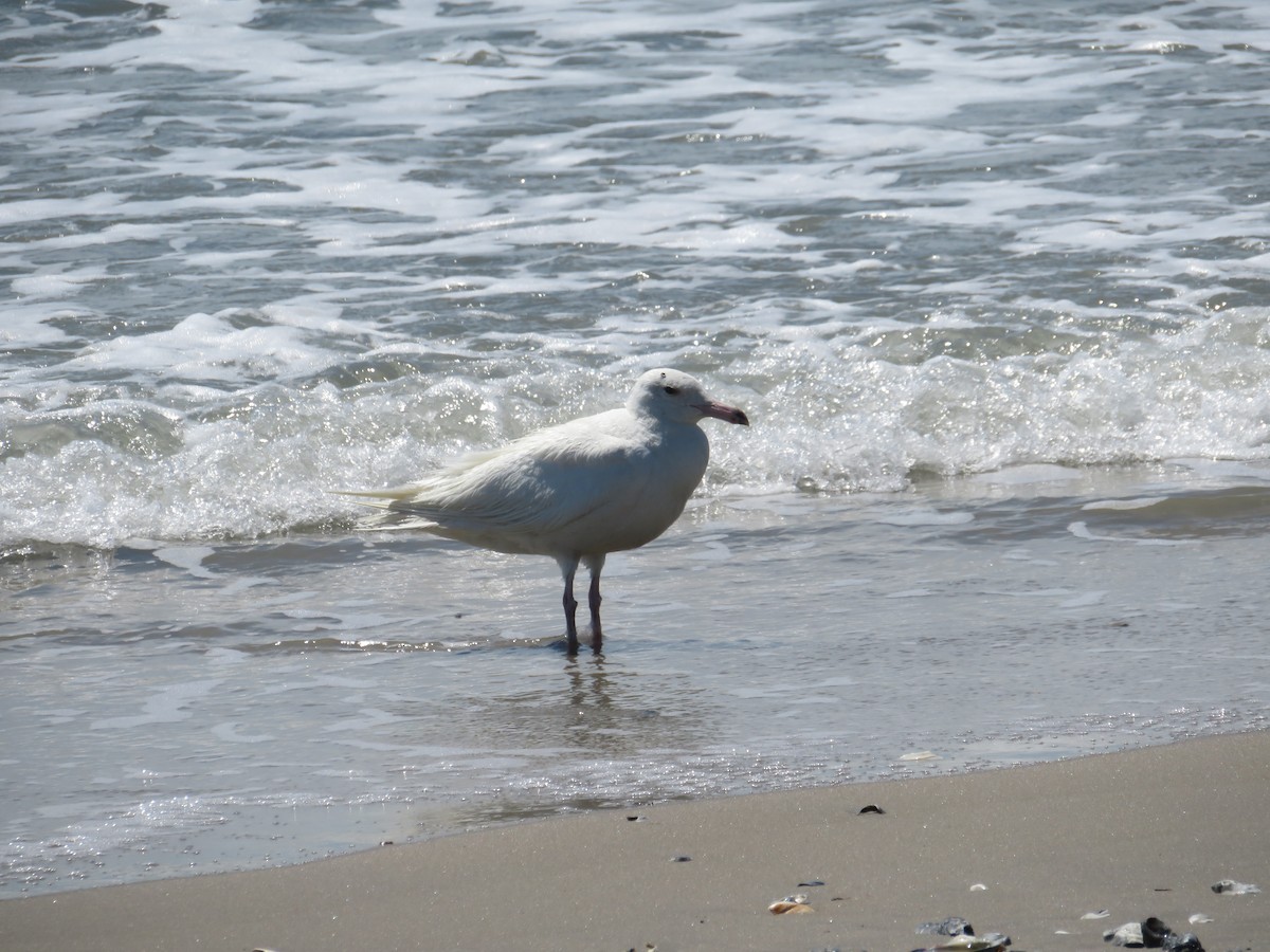 Glaucous Gull - ML620271819