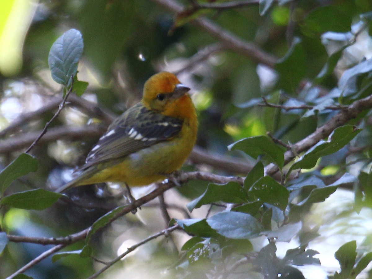 Flame-colored Tanager - ML620271822