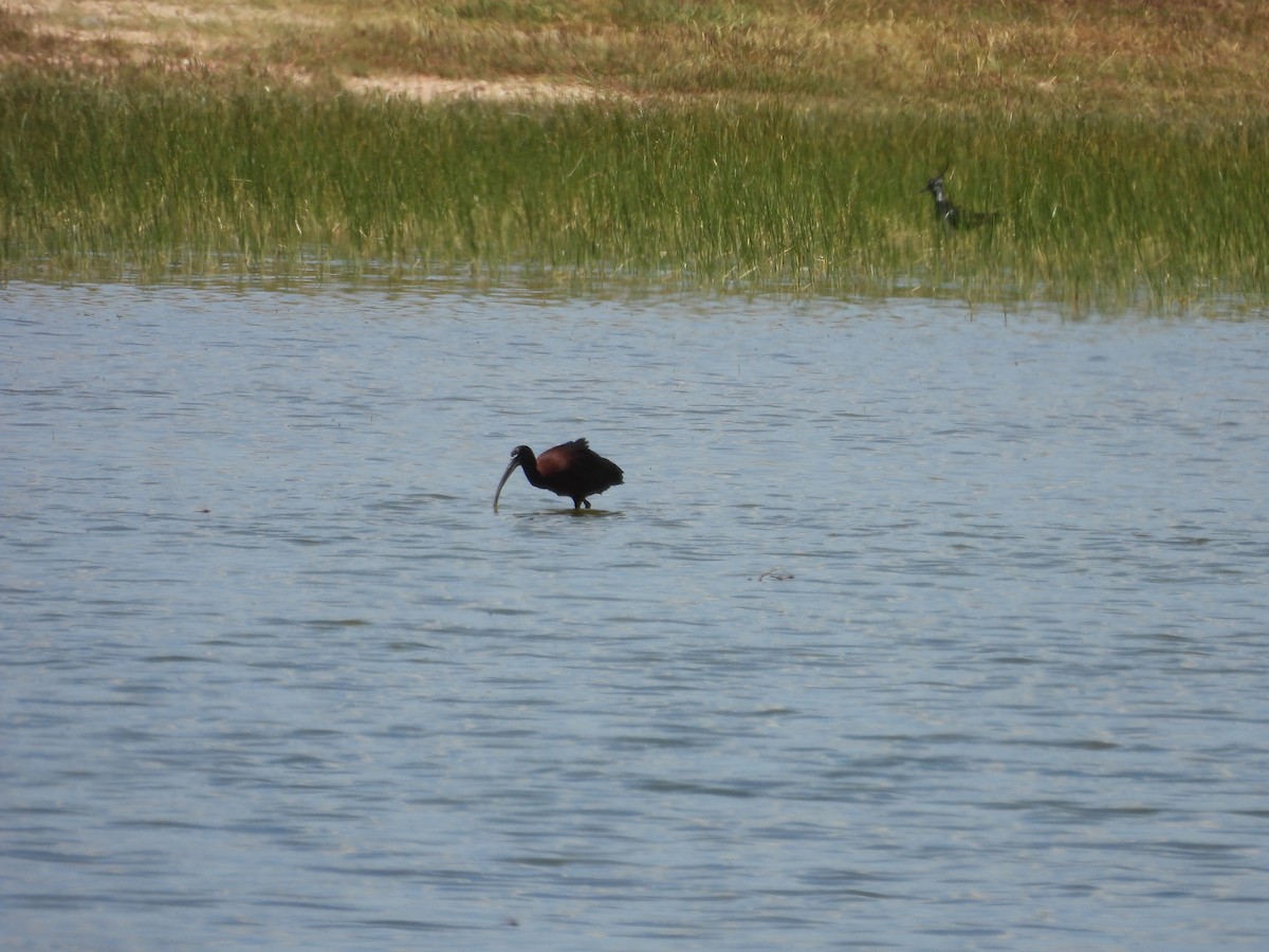 ibis hnědý - ML620271827