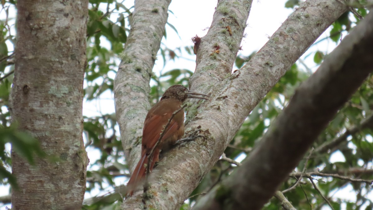 Strong-billed Woodcreeper - ML620271828