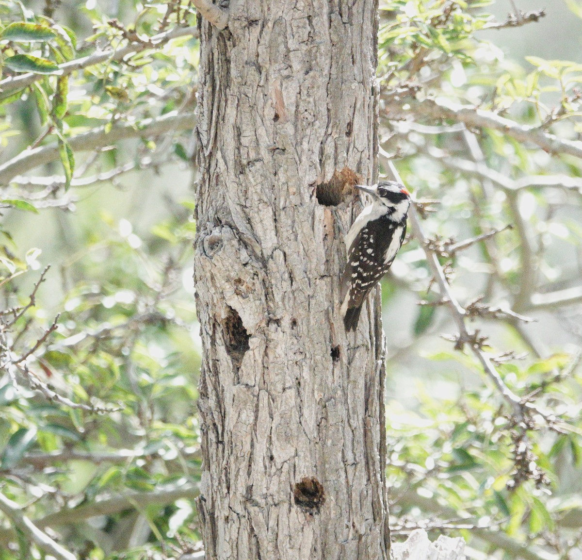 Downy Woodpecker - ML620271837