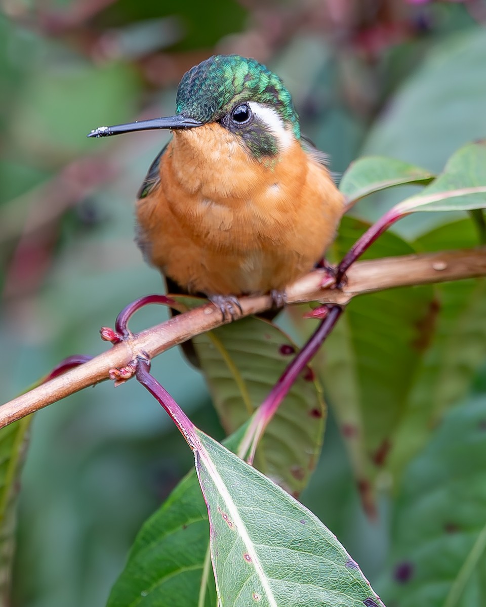 White-throated Mountain-gem - ML620271852