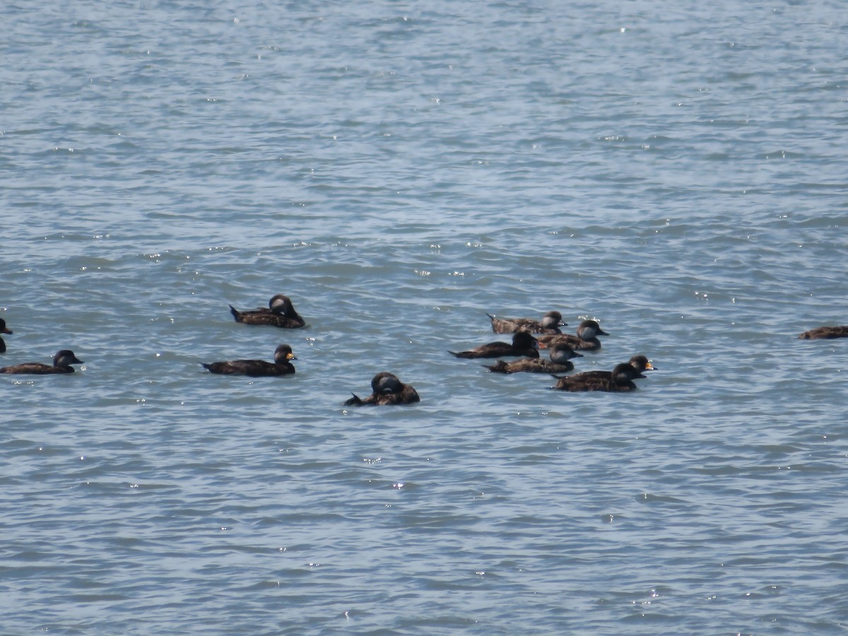 Surf Scoter - ML620271853