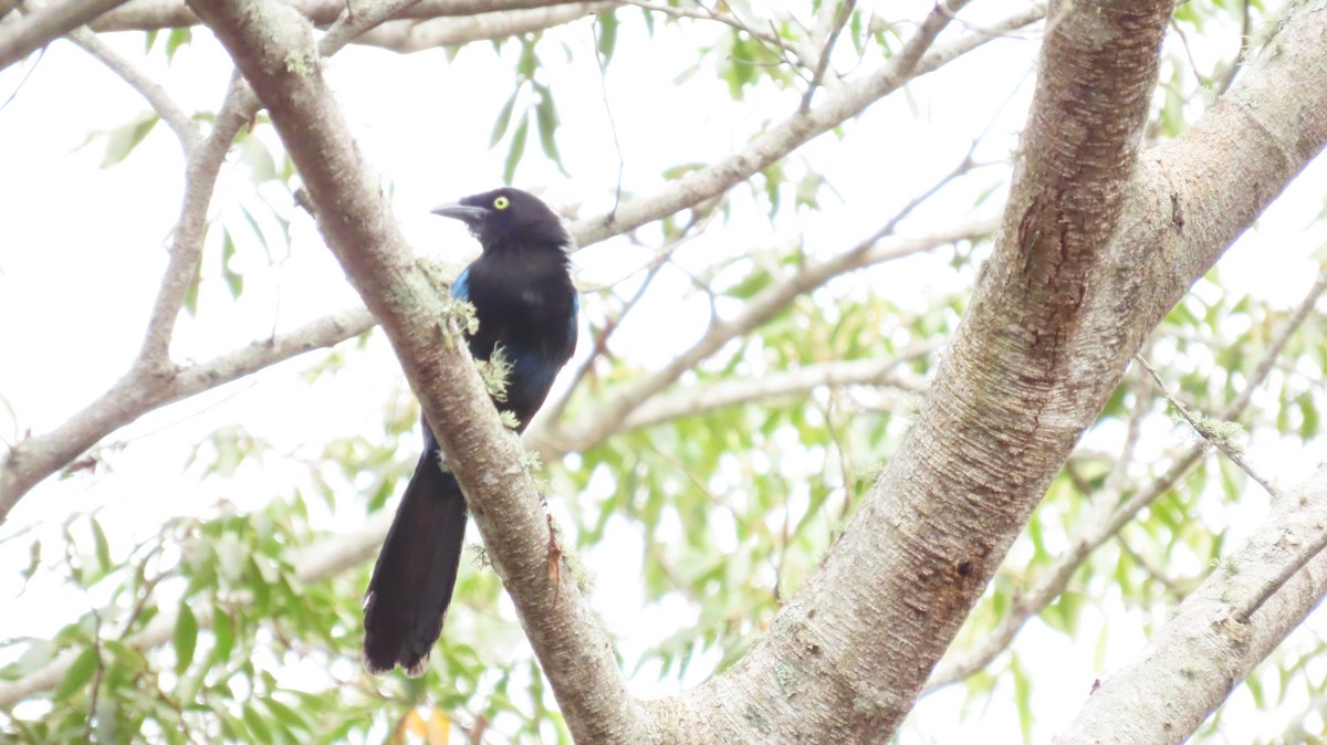 Bushy-crested Jay - ML620271855