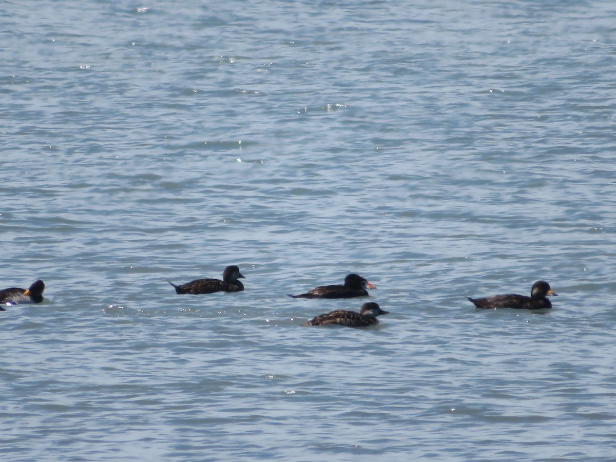 Surf Scoter - Aylett Lipford