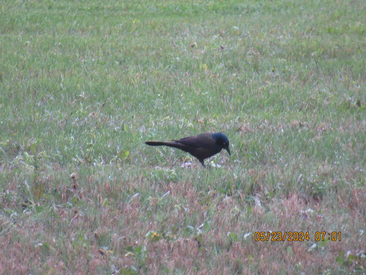 Common Grackle - ML620271858