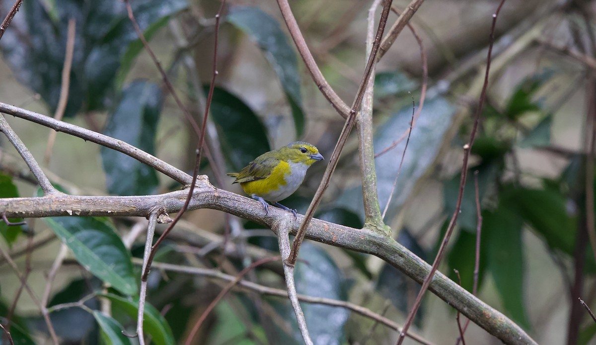 Rufous-bellied Euphonia - ML620271868