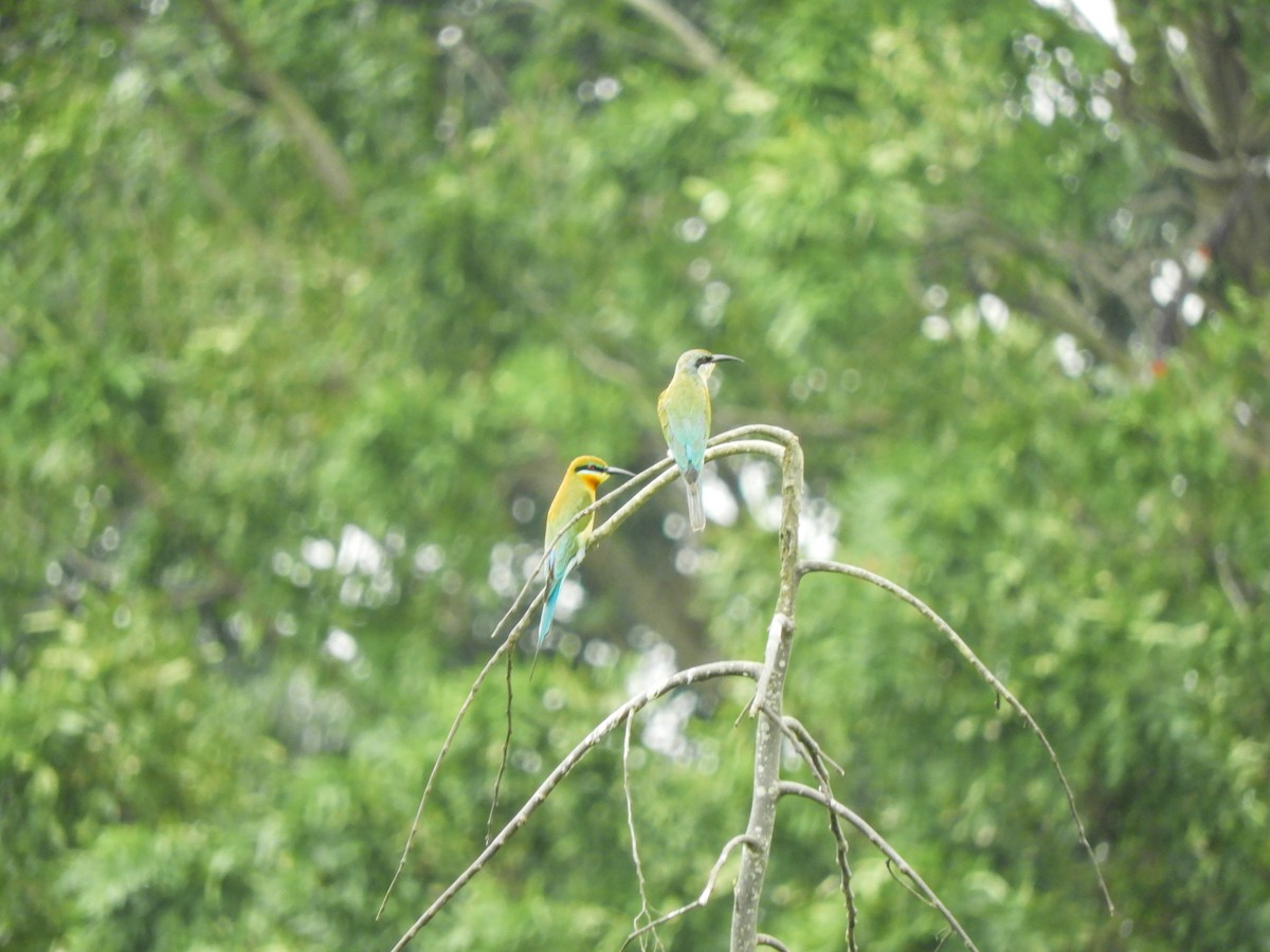 Blue-tailed Bee-eater - ML620271872