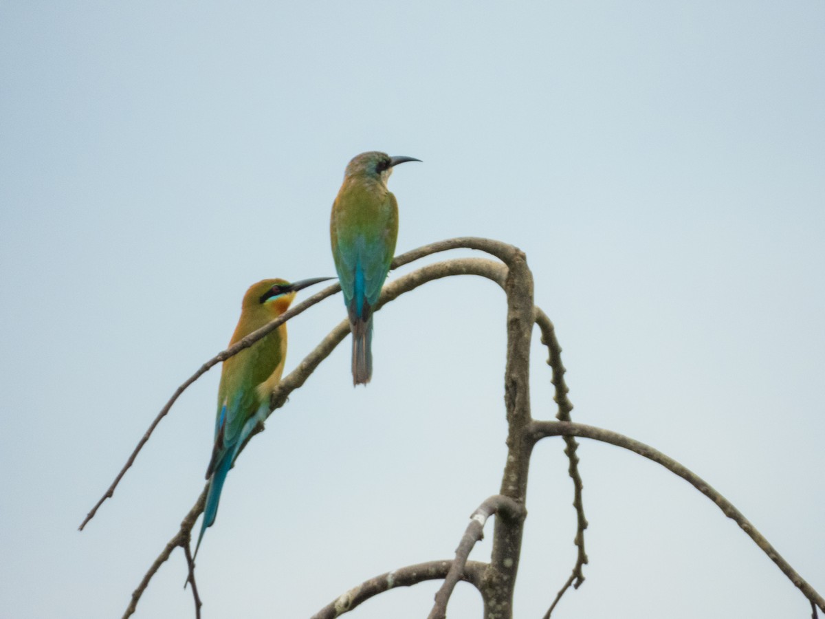 Blue-tailed Bee-eater - ML620271873