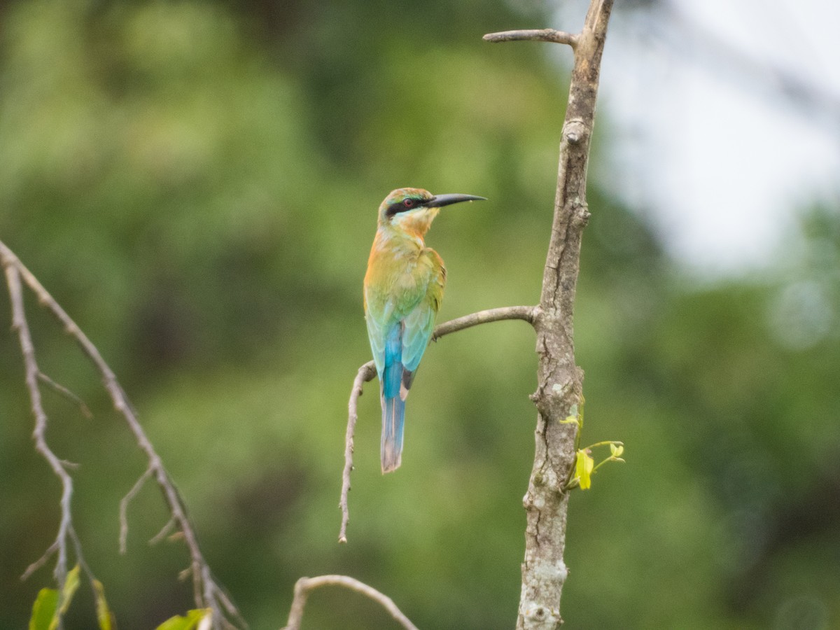 Blue-tailed Bee-eater - ML620271874