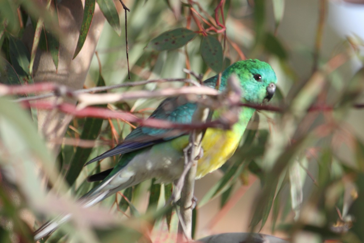 Red-rumped Parrot - ML620271875
