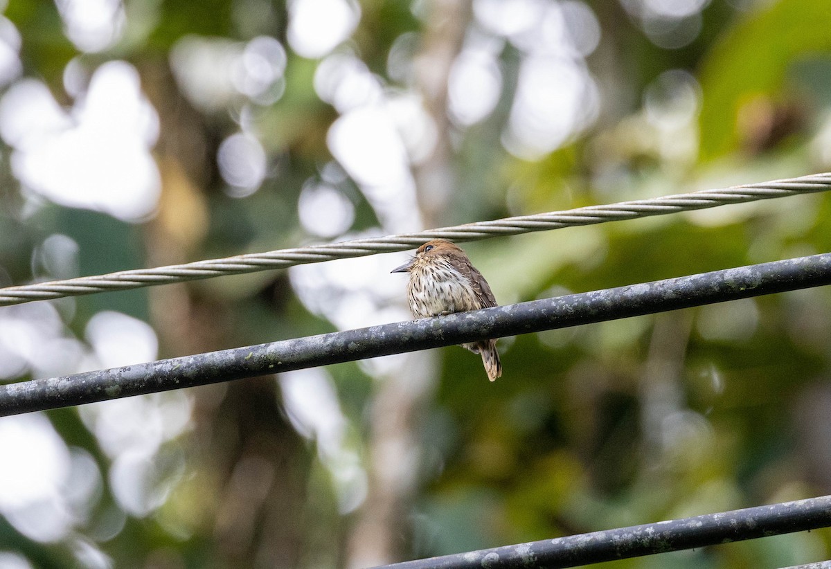 Lanceolated Monklet - ML620271876