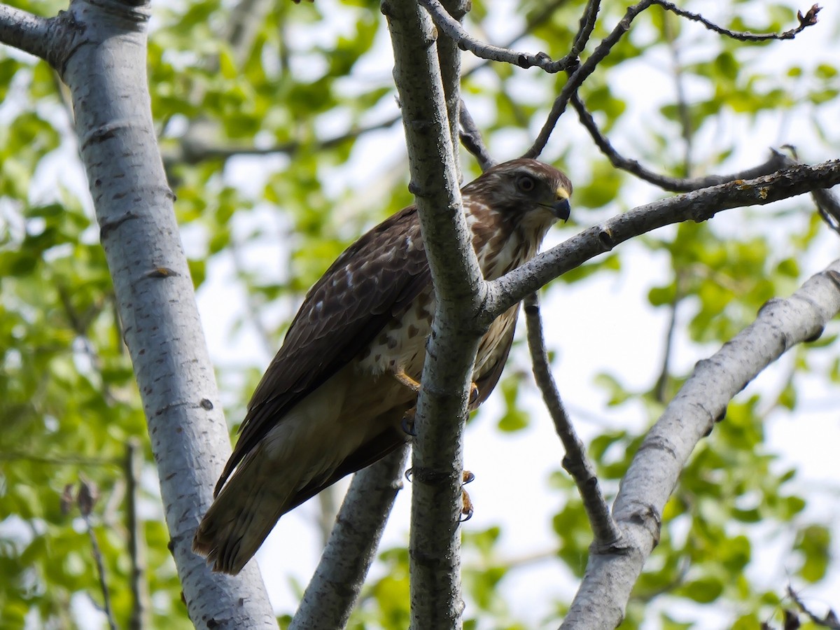 Broad-winged Hawk - ML620271881