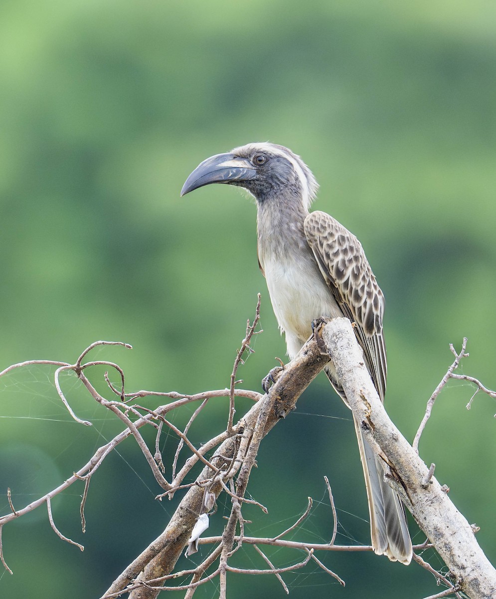 African Gray Hornbill - ML620271882