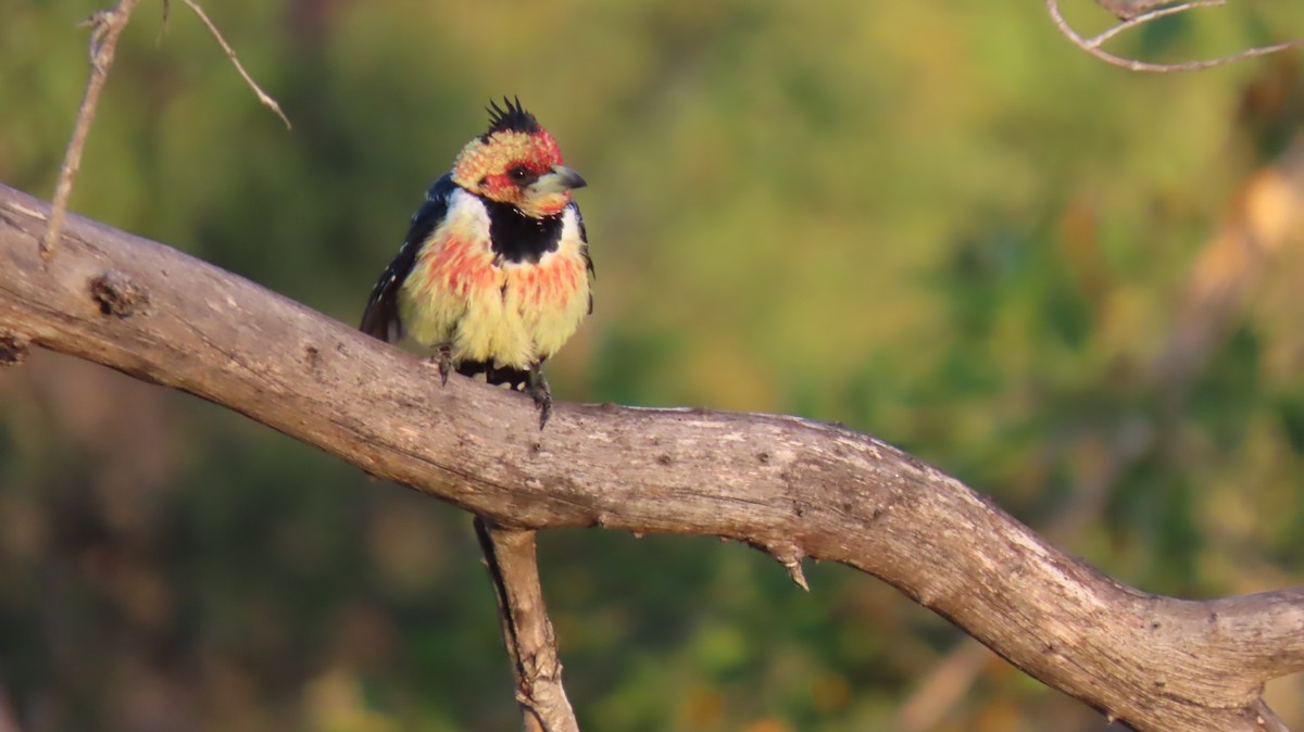 Crested Barbet - ML620271888