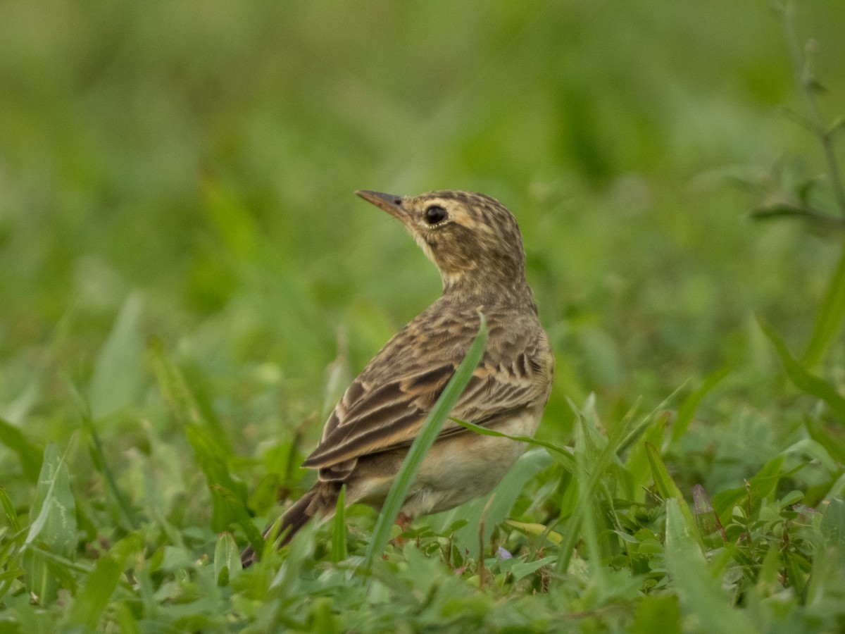 Paddyfield Pipit - ML620271894