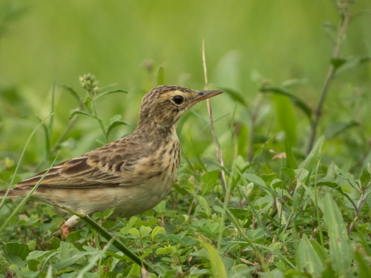 Paddyfield Pipit - ML620271899