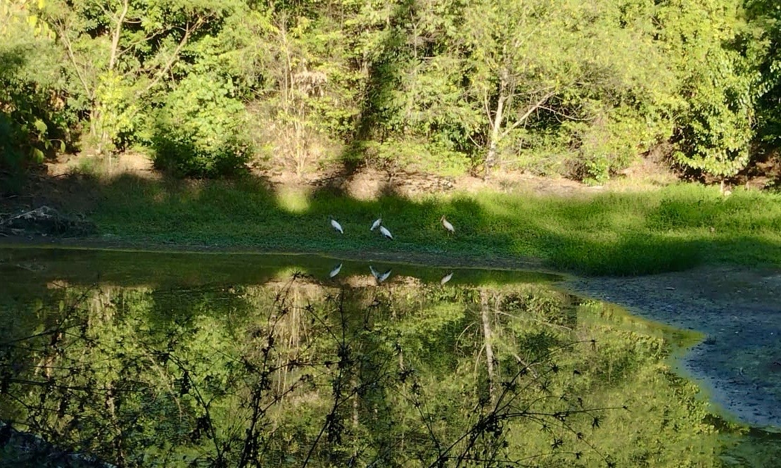 Wood Stork - ML620271900