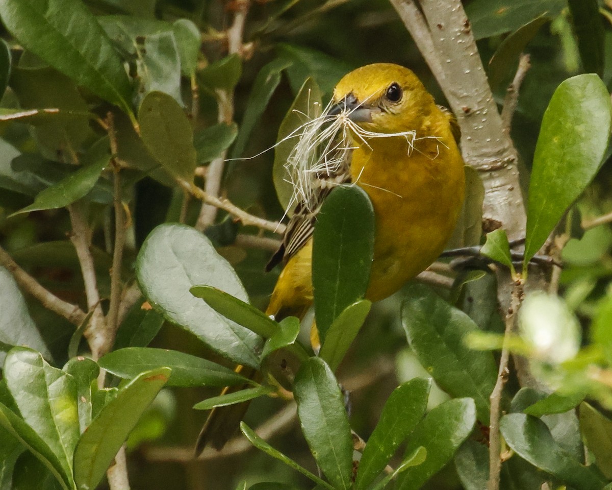 Orchard Oriole - ML620271907