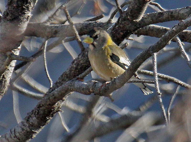 Evening Grosbeak - ML620271916