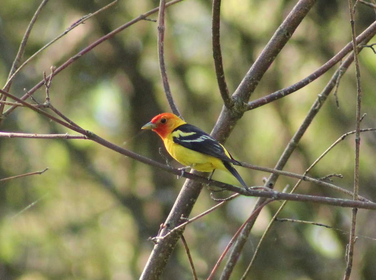 Western Tanager - ML620271917