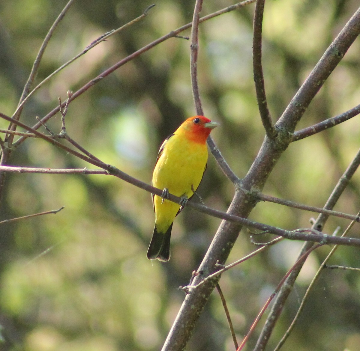 Western Tanager - ML620271918