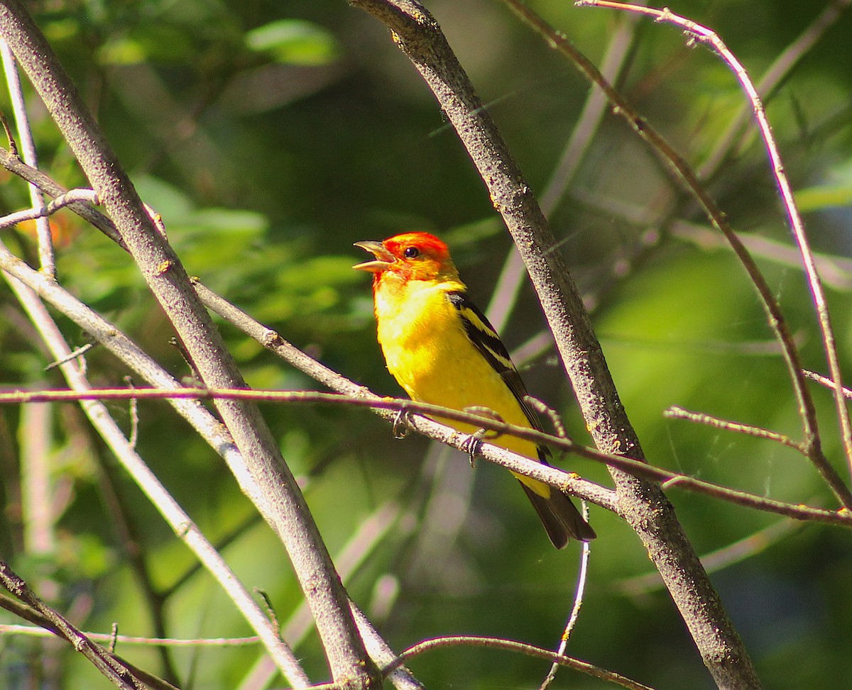 Western Tanager - ML620271919