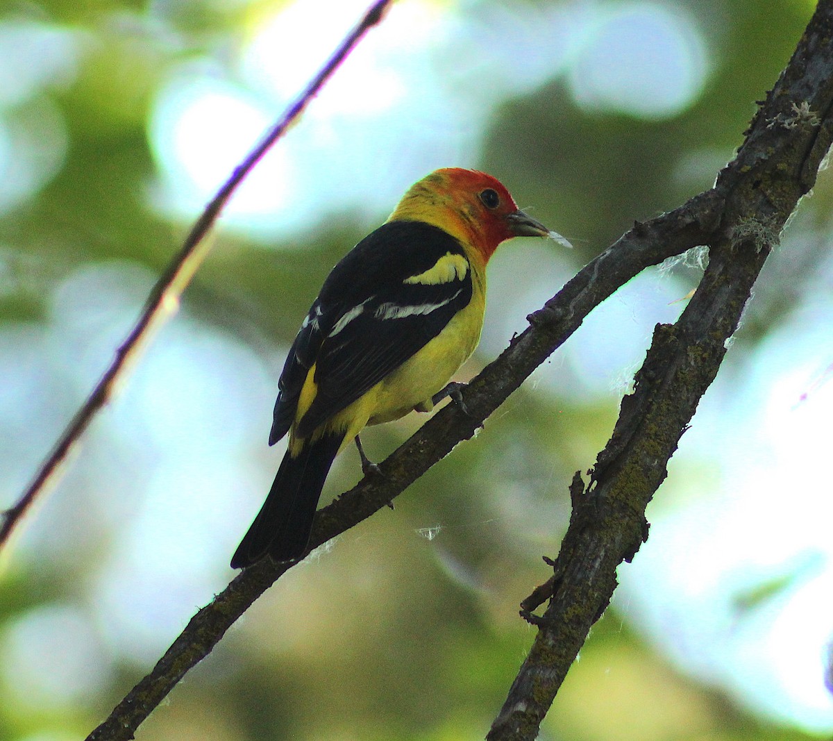 Western Tanager - ML620271920