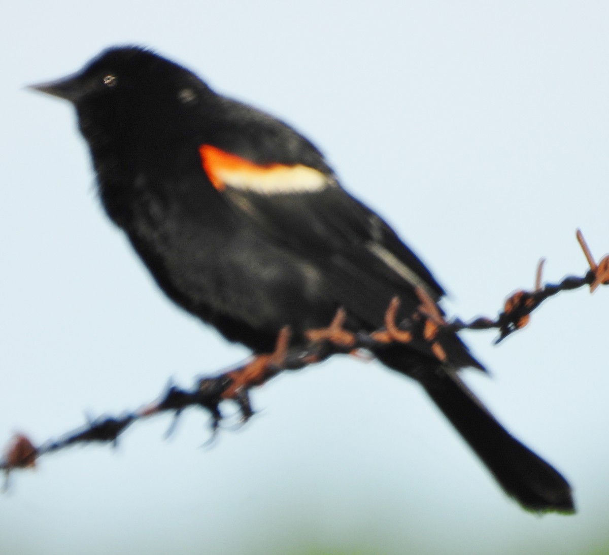 Red-winged Blackbird - ML620271921