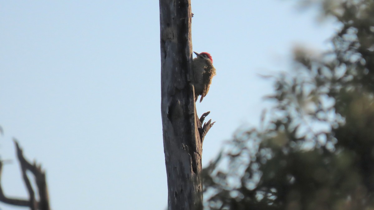 Bearded Woodpecker - ML620271925