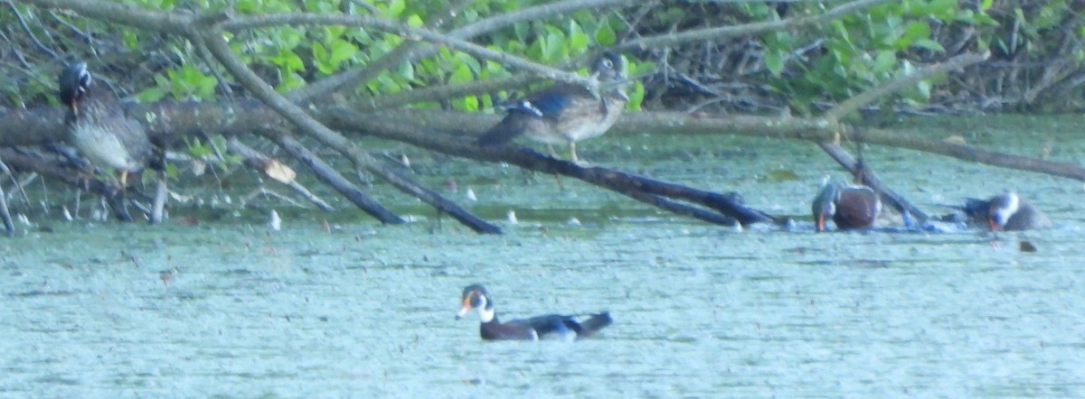 Wood Duck - ML620271926