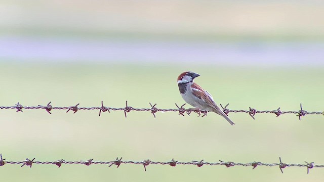 House Sparrow - ML620271927